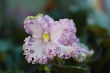 Pink flowers of home violet blossomed with bright petals. Spinning leaves, flower petals with a sparkle and furry border are among green leaves.