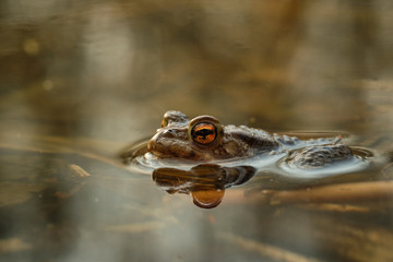 Common toad (Bufo bufo). Spring in the Czech Republic