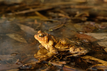 Common toad (Bufo bufo). Spring in the Czech Republic