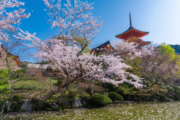 日本 京都 清水寺の桜と春景色