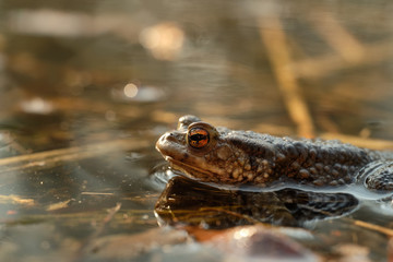 Common toad (Bufo bufo). Spring in the Czech Republic