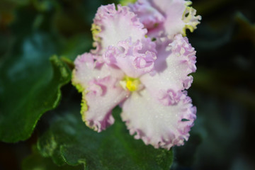 Pink flowers of home violet blossomed with bright petals. Spinning leaves, flower petals with a sparkle and furry border are among green leaves.