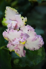 Pink flowers of home violet blossomed with bright petals. Spinning leaves, flower petals with a sparkle and furry border are among green leaves.