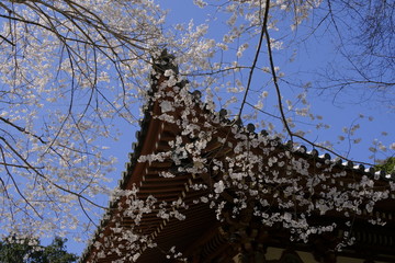 京都 洛南の名刹 醍醐寺