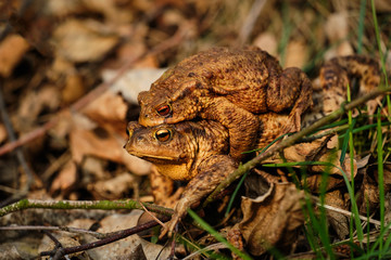 Pair of mating common toads (Bufo bufo). Spring in the Czech Republic