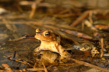 Common toad (Bufo bufo). Spring in the Czech Republic
