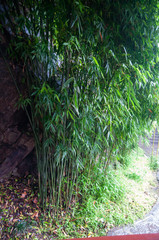 Bamboo tree in autumn fall season.