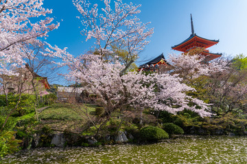 日本 京都 清水寺の桜と春景色