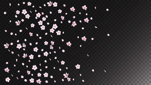 Nice Sakura Blossom Isolated Vector. Summer Showering 3d Petals Wedding Border. Japanese Beauty Spa Flowers Wallpaper. Valentine, Mother's Day Beautiful Nice Sakura Blossom Isolated on Black