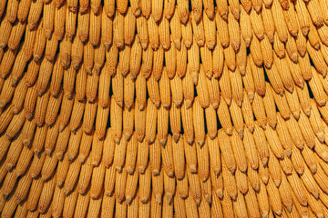corn cobs are linked as a background for the entire frame	