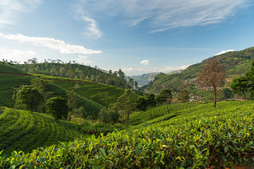 Fototapeta na wymiar Nuwara Eliya, Sri Lanka, green tea plantations terrains.