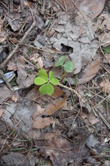 Kleeblatt im Wald