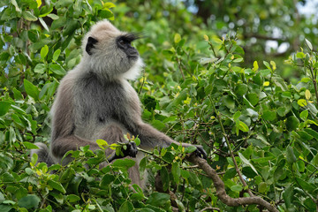 Monkey sitting in the tree leaves, Sri Lanka
