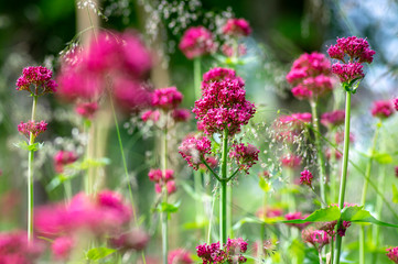 Centranthus ruber flowering plant, bright red pink flowers in bloom, green stem and leaves,...