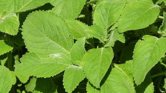 Boldo: Green plant named Boldo da Terra in Brazil. Plant used to make tea e  medicinais products