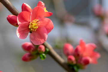 Ornamental flowering shrub Chaenomeles japonica cultivar superba with beautiful light pink petals and yellow center