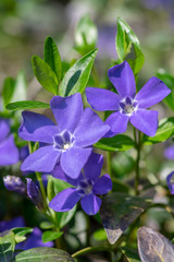 Fototapeta premium Vinca minor lesser periwinkle ornamental flowers in bloom, common periwinkle flowering plant, creeping flowers