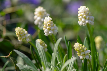 Muscari aucheri white flowering flowers, group of bulbous plants in bloom, green leaves