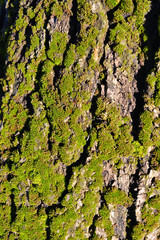 An ancient, old apricot tree bark with fluffy green moss lit by the rays of the spring sun.