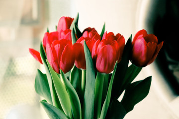 Tulpen