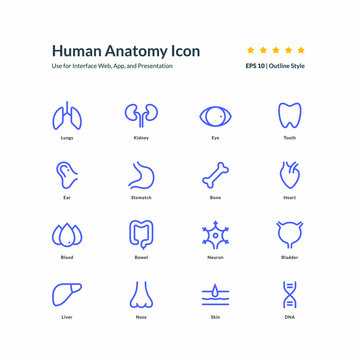 human anatomy icon set graphic design vector illustration for interface mobile web presentation