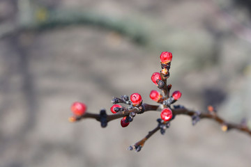 A brown apricot tree branch with pink spring inflorescences lit by sunlight.