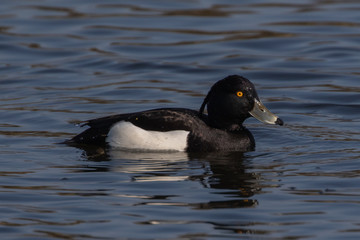 Tufted Duck (Aythya fuligula) swimming in a lake in Southern Sweden.