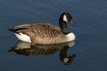 Fototapeta premium Canada Goose (Branta canadensis) swimming in a lake in Southern Sweden.
