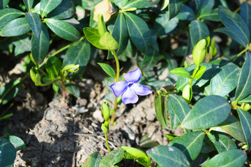 Bright and colorful weaving Ukrainian flowers of periwinkle with violet flowers visited by the bright spring sun.