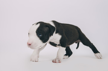 Pit bull terrier small puppy studio