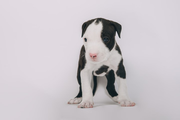 Pit bull terrier small puppy studio