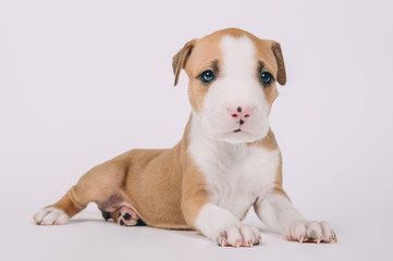 Pit bull terrier small puppy studio