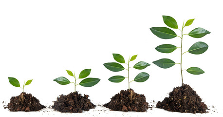 Saplings on white background