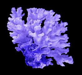 Coral isolated on black background