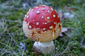 Amanita