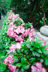 Blooming Bougainvillea of magenta color in the garden in Wuhan, China.