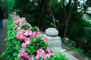 Blooming Bougainvillea of magenta color in the garden in Wuhan, China.
