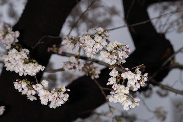 サクラ　雨上り