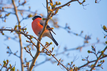 bullfinch on a branch from below