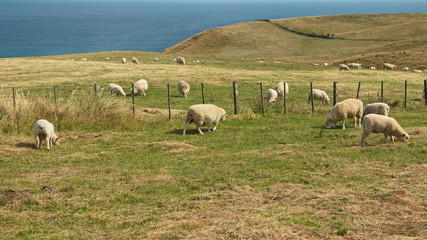 Fototapeta na wymiar Sheep at Sandfly Bay near Dunedin, Otago on South Island of New Zealand