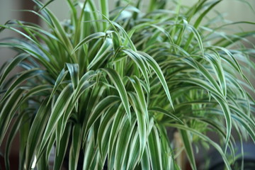 Üppige Grünlilie © Bardorf Eduard