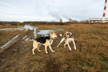 Dogs fighting in autumn field. cloudy day