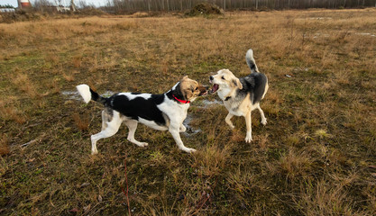 Dogs fighting in autumn field. cloudy day