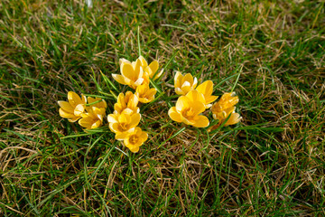 spring concept. first spring flowers. yellow crocuses on green grass on a sunny day. high quality shot