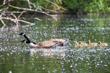 Canada Geese with Chicks ( Branta Canadensis ) in Lake, Teverener Heide Natural Park, Germany