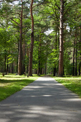 Fototapeta na wymiar Park in summer. Pinary in sunny day. Path and bench under green pine trees