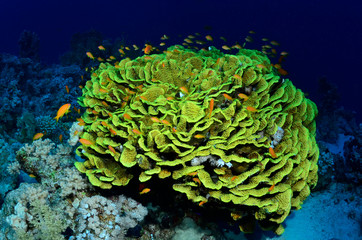 barriera corallina corallo