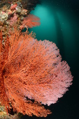 barriera corallina corallo © giorgiocavallaro