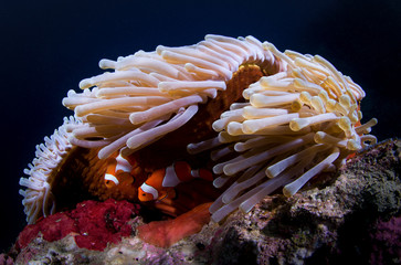 anemone pesce pagliaccio
