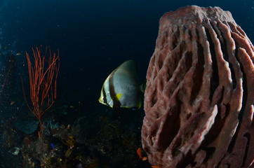 pesce pipistrello spugna